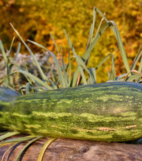 Tykev Lunga di Napoli - Cucurbita moschata - osivo tykve - 5 ks