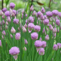 Pažitka pobřežní Splendidus - Allium schoenoprassum - osivo pažitky - 200 ks