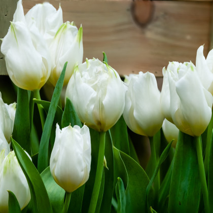 Tulipán Agrass White - Tulipa - cibule tulipánů - 3 ks
