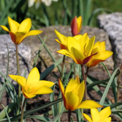 Tulipán Clusiana Chrysantha - Tulipa - cibule tulipánů - 3 ks