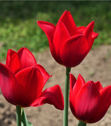 Tulipán Kingsblood - Tulipa - cibule tulipánů - 3 ks