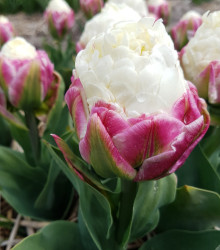 Tulipán Ice Cream - Tulipa - cibule tulipánů - 3 ks