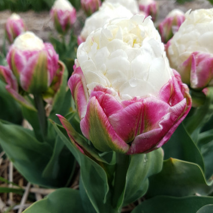 Tulipán Ice Cream - Tulipa - cibule tulipánů - 3 ks