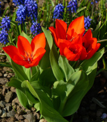 Tulipán vícekvětý Praestans Zwanenburg var. - Tulipa - cibule tulipánů - 3 ks