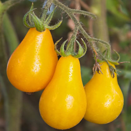 Rajče Žlutá hruška - Solanum lycopersicum - osivo rajčat - 6 ks