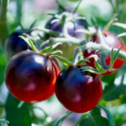 Rajče Cherry černé - Lycopersicon esculentum - osivo rajčat - 6 ks