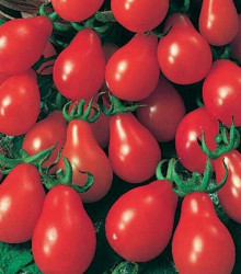 Rajče Červená hruška - Solanum lycopersicum - osivo rajčat - 7 ks