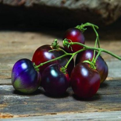 Rajče Indigo Blue Berries - Solanum lycopersicum - osivo rajčat - 7 ks
