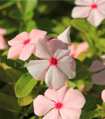 Barvínek Apricot F1 - Catharanthus - osivo barvínku - 30 ks