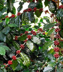 Kávovník arabský Himalaya - Coffea arabica - osivo kávovníku - 5 ks