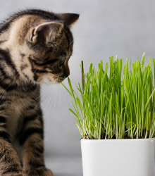Tráva pro kočky - Triticum aestivum - osivo trávy pro kočky - 100 ks