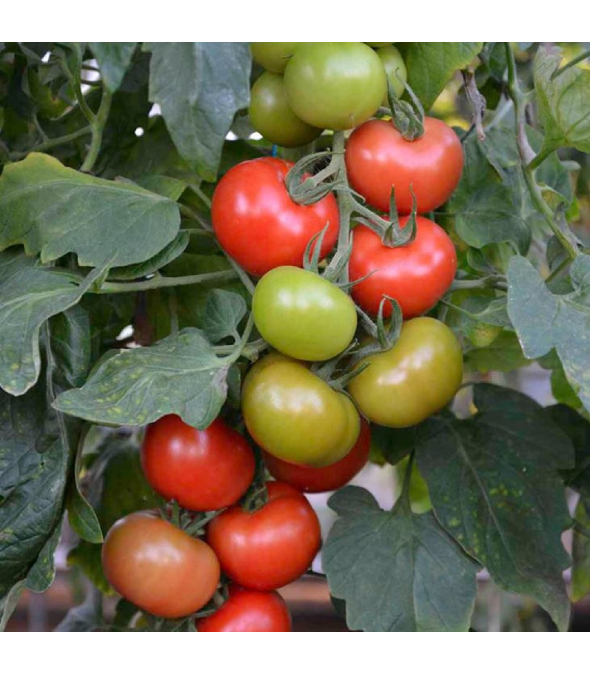 Rajče Crimson Crush PhR F1 - Solanum lycopersicum - osivo rajčat - 7 ks