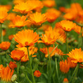 Měsíček lékařský Orange Daisy - Calendula officinalis - osivo měsíčku - 60 ks