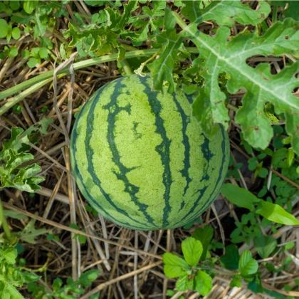 Meloun vodní Primaorange F1 - Citrullus lanatus - osivo melounu - 7 ks