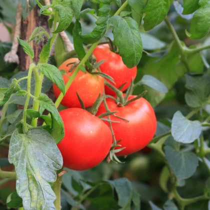 Rajče Karkulka - Solanum lycopersicum - osivo rajčat - 20 ks