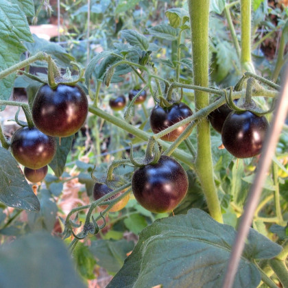 Rajče Black Opal - Solanum lycopersicum - osivo rajčat - 7 ks