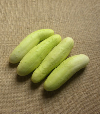 Okurka salátová Martini F1 - Cucumis sativus - osivo okurky - 10 ks