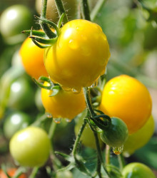 Rajče Goldkrone - Solanum lycopersicum - osivo rajčat - 10 ks