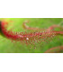 Rosnatka červená Giftberg - Drosera capensis - osivo rosnatky - 15 ks