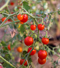 Rajče divoké rybízové Sweet Pea - Solanum pimpinellifolium - osivo rajčat - 6 ks