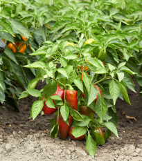 Paprika Bajka - Capsicum annuum - osivo papriky - 20 ks