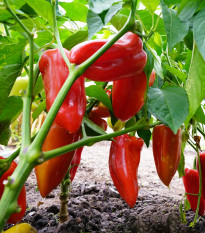 Paprika Meika - Capsicum annuum - osivo papriky - 20 ks