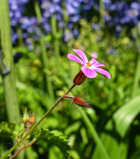 BIO Kakost smrdutý - Geranium robertianum - bio osivo kakostu - 10 ks