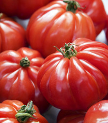 BIO Rajče Marmande - Solanum lycopersicum - bio osivo rajčat - 15 ks