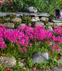 Nerine Bowdenova - Nerine bowdenii - hlízy nerine - 1 ks