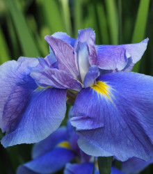 Kosatec Saphire Beauty - Iris pumila - cibule kosatců - 3 ks