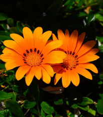 Gazánie Kiss Orange F1 - Gazania rigens - osivo gazánie - 12 ks