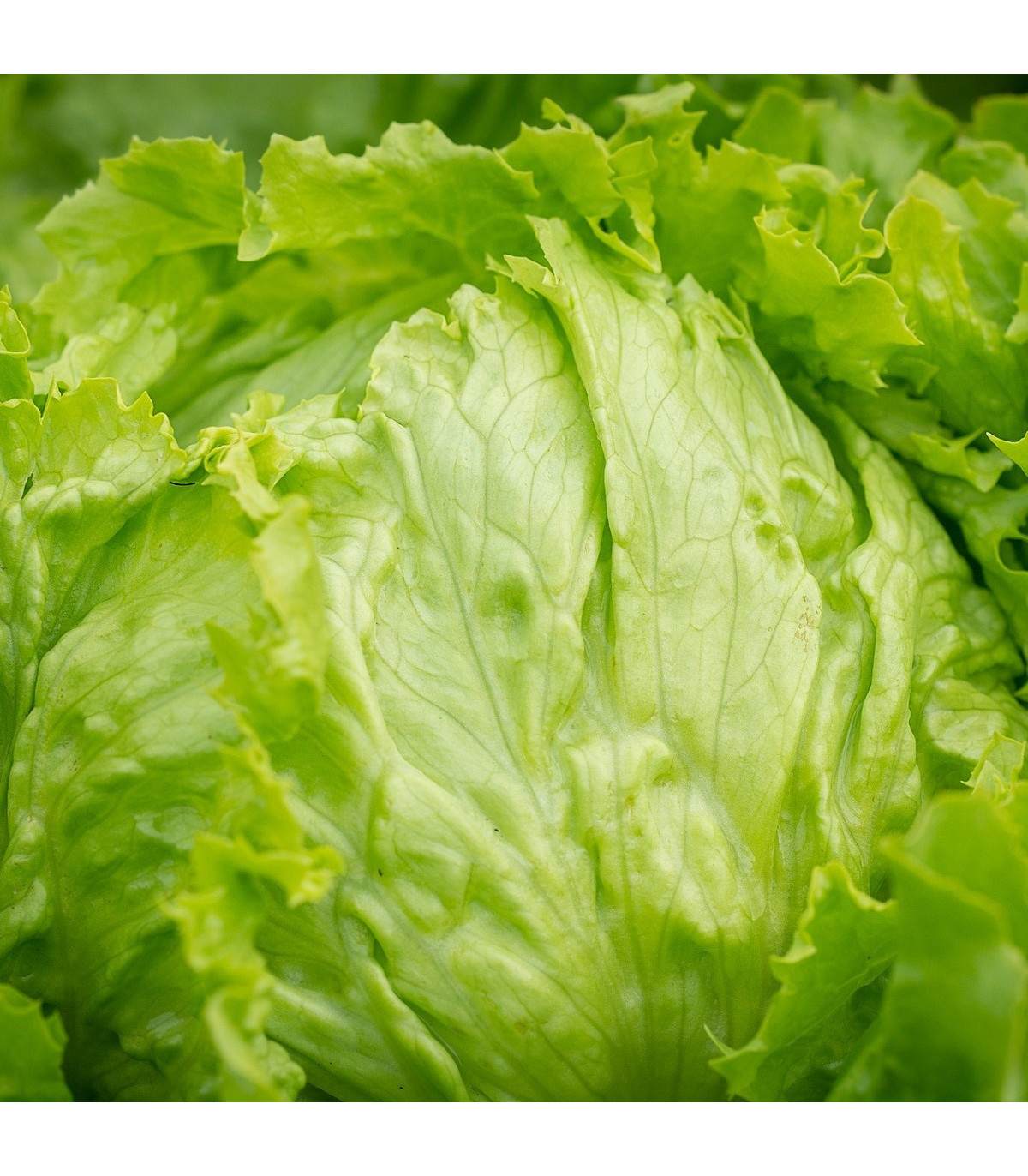 BIO Salát ledový Saladin - Lactuca sativa - bio osivo salátu - 100 ks