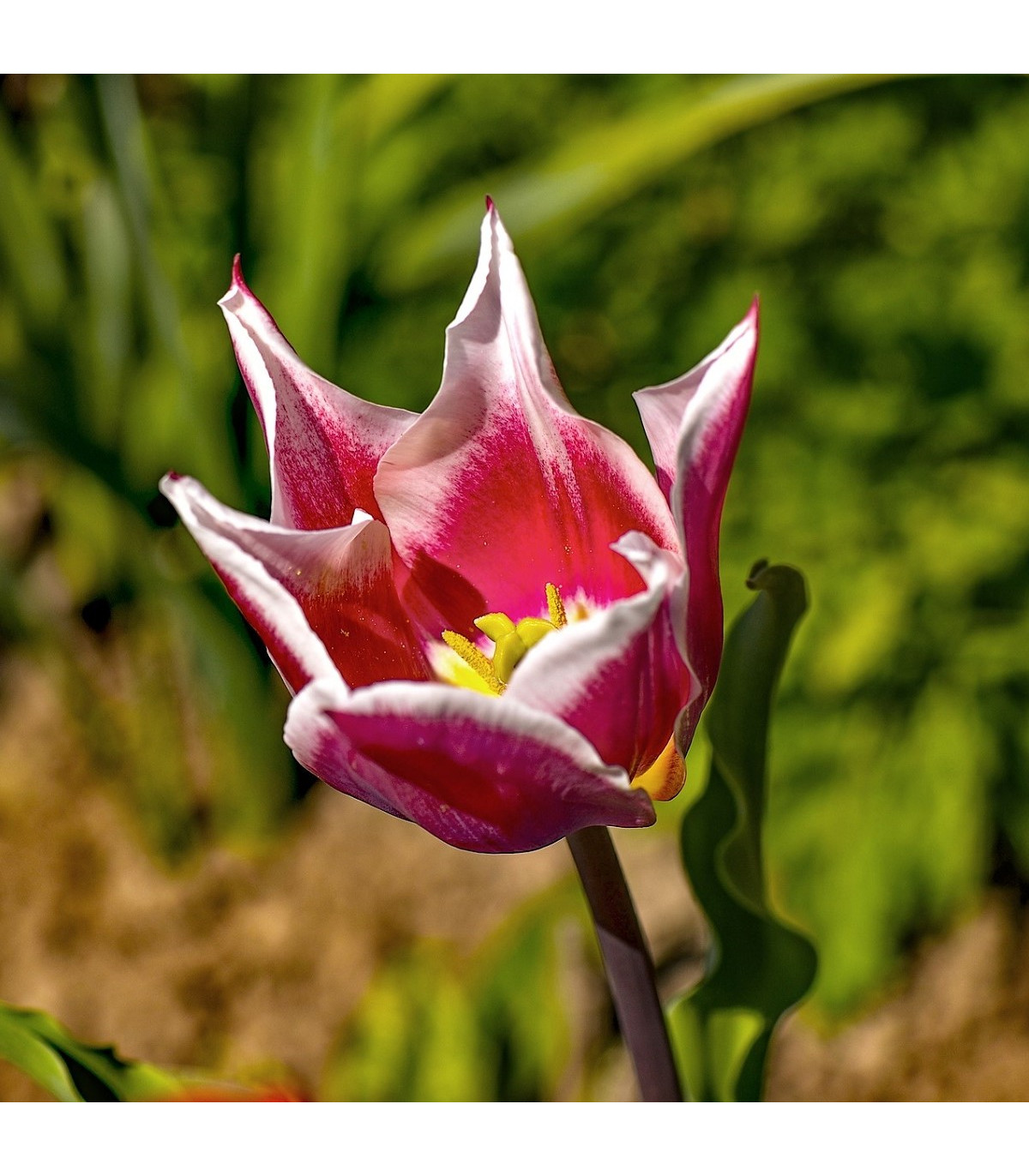 Tulipán Claudia - Tulipa - cibule tulipánů - 3 ks