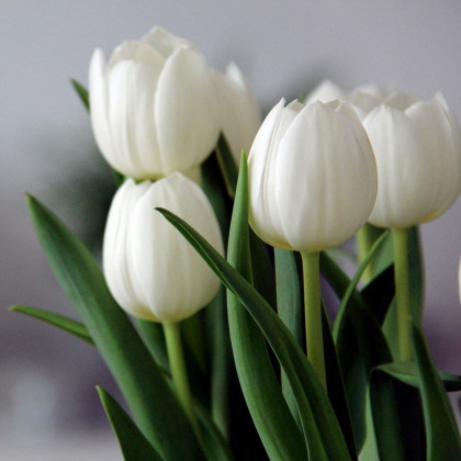 Tulipán Clearwater - Tulipa - cibule tulipánů - 3 ks