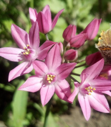 Česnek vysokohorský - Allium oreophillum - cibule česneků - 3 ks