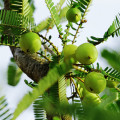 Indický Angrešt - Phyllanthus emblica - osivo indického angreštu - 8 ks