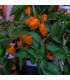 BIO Chilli Habanero oranžové - Capsicum chinense - bio osivo chilli - 6 ks