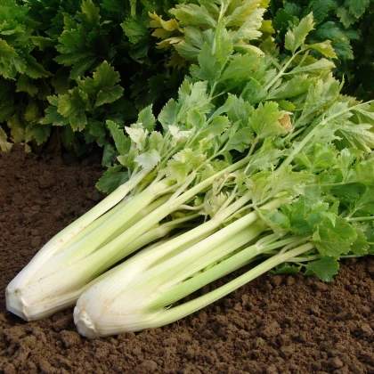 Celer řapíkatý Nuget - Apium graveolens - osivo celeru - 0,4 g