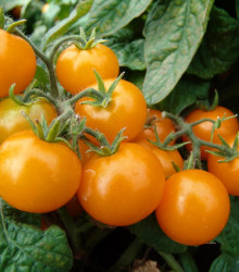 Rajče balkónové Aztek - Solanum lycopersicum- osivo rajčat - 20 ks