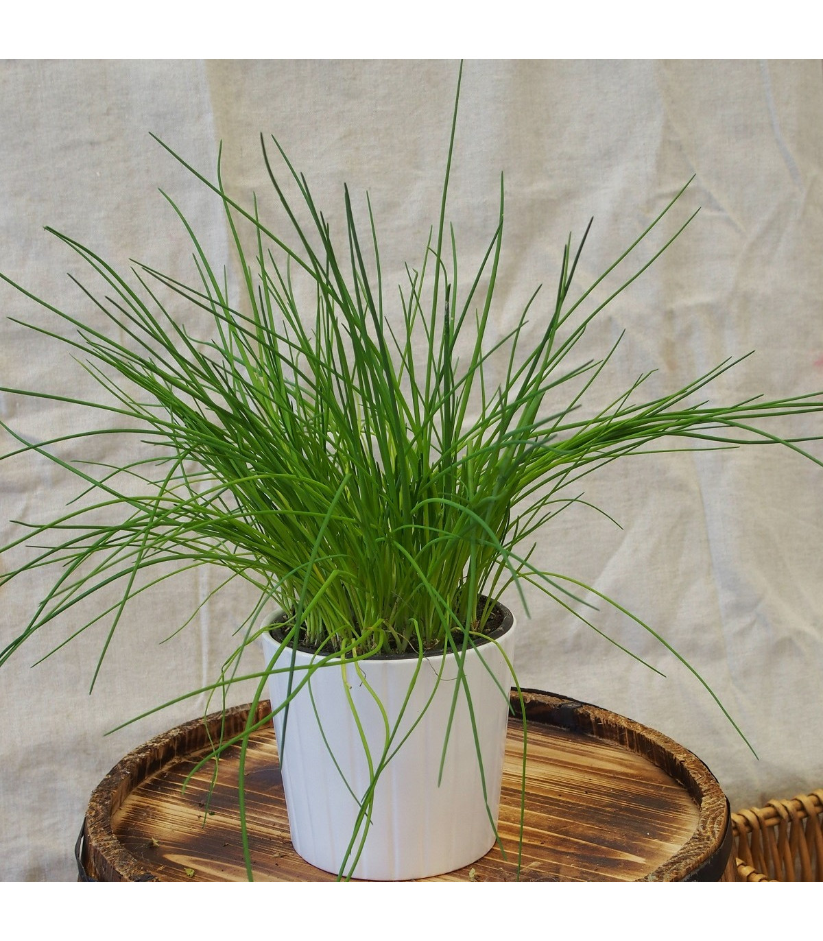 Pažitka pražská - Allium schoenoprasum L. - osivo pažitky - 750 ks