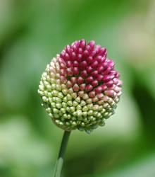 Okrasný česnek - Allium sphaerocephalon - cibule česneku - 3 ks