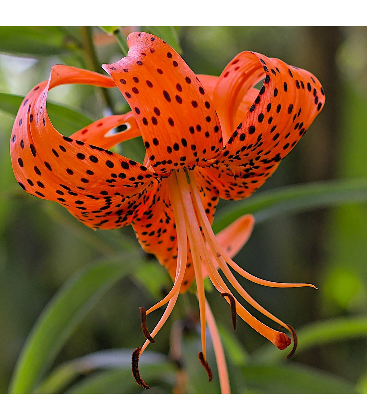 Lilie Red tiger - Lilium - cibule lilií - 1 ks