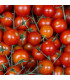 BIO Rajče polní zakrslé Saint Pierre - Solanum lycopersicum - bio osivo rajčat - 7 ks
