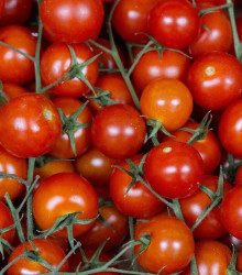 BIO Rajče polní zakrslé Saint Pierre - Lycopersicon esculentum - bio osivo rajčat - 7 ks
