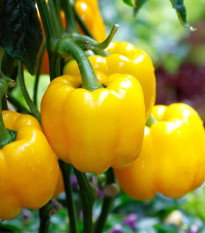 BIO Paprika California Wonder - Capsicum annuum - bio osivo papriky - 10 ks