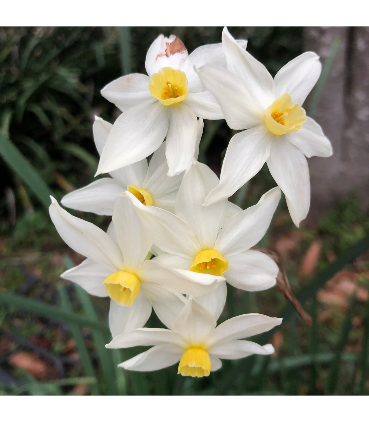 Narcis Canaliculatus - Narcissus - cibule narcisů - 3 ks