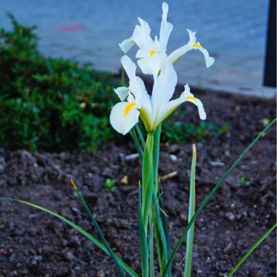 Kosatec holandský White Excelsior - Iris hollandica - cibulky kosatců - 3 ks