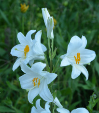 Lilie bělostná - Lilie kostelní - Lilium candidum - cibule lilií - 1 ks