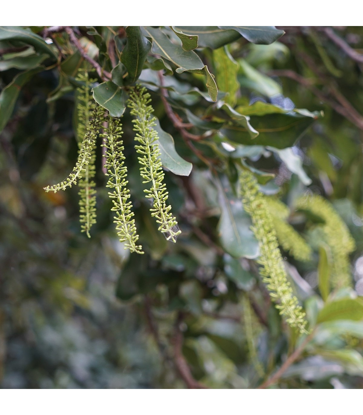 Makadámie - Macademia integrifolia - osivo makadámie - 2 ks