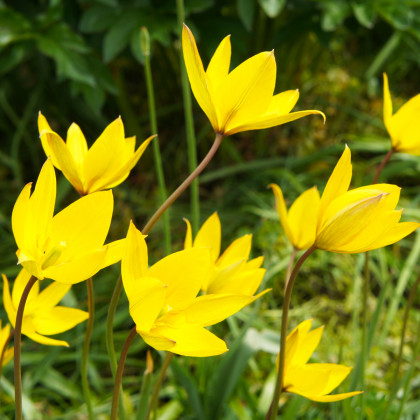 Tulipán lesní - Tulipa sylvestris - cibule tulipánů - 3 ks